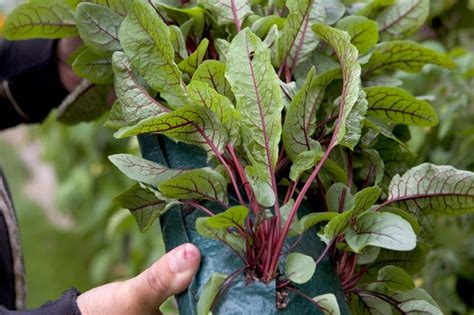 How To Grow Sorrel Bbc Gardeners World Magazine