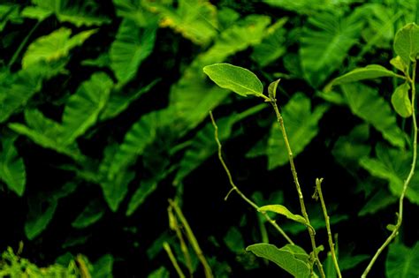 Folhas Planta Verde Foto Gratuita No Pixabay Pixabay