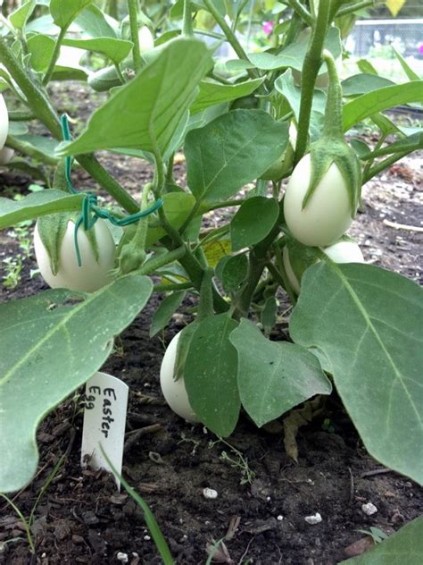 Ornamental Eggplant 'Easter Egg Plant' Seeds | Garden Hoard – Hand ...