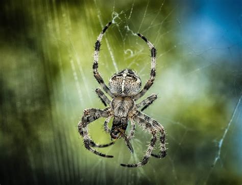 Sonhar Aranha Caranguejeira Significados