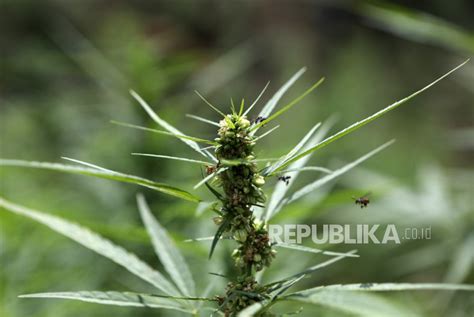 Tanam Ganja Hidroponik Di Lemari Pakaian Warga Kedoya Ditangkap