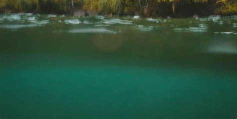 Chlorophyll | LivingEarth