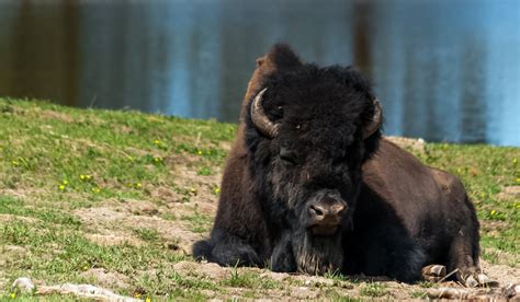 Yellowstone Bison