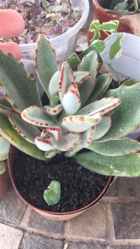 Orelha De Gato Kalanchoe Tomentosa Suculentas Cactos E Suculentas