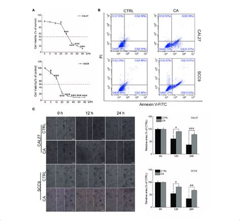 Ca Treatment Affected The Cell Viability And Promoted Apoptosis In