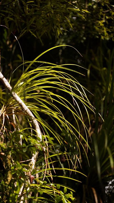 Free Images Tree Nature Forest Grass Branch Sun Sunlight Leaf