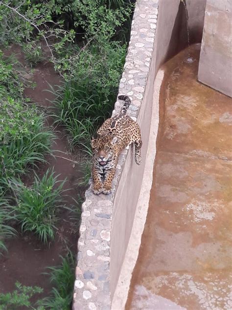 Jaguar In Zoo In Cordoba Argentina South America Stock Photo Image Of