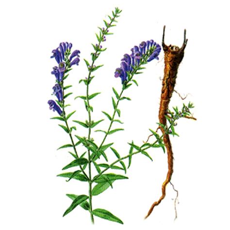 Baikal Skullcap Extract From The Root 40 Tablscutellaria Baicalensis