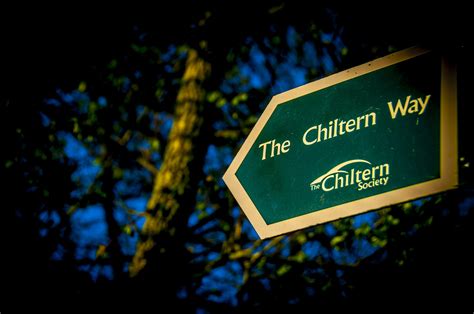 The Chilterns | The Chilterns Fox