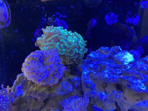 The Ultimate Hammer Coral Care Guide Reef Tank Advisor