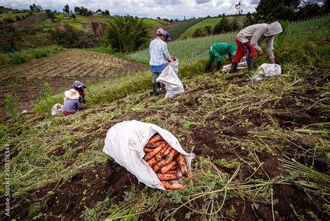 Agricultura Colombiana En El Municipio De Marinilla Antioquia