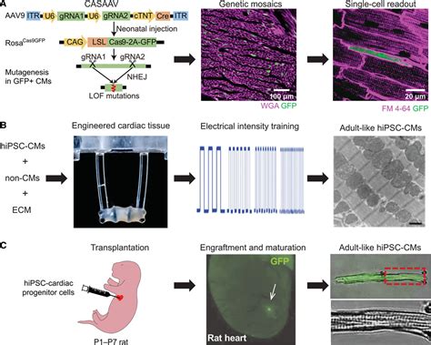 Cardiomyocyte Maturation Circulation Research