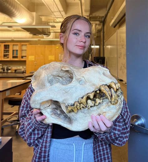 The Skull Of Dinocrocuta Gigantea A Huge Hyena From The Miocene That