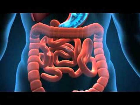 Digestive System Animation