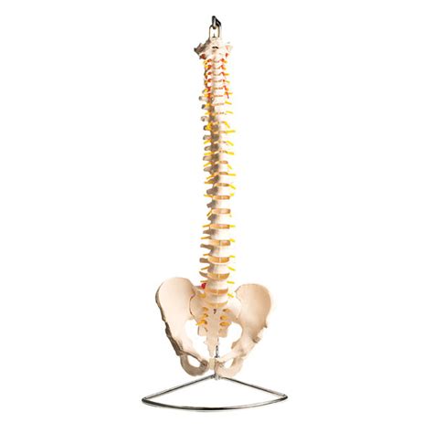 RVFM Lifesize Vertebral Column with Pelvis | Rapid Electronics