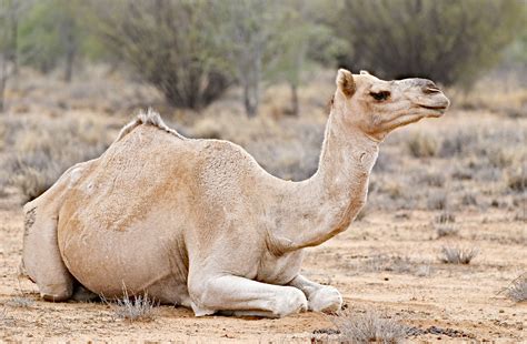 camel 1 – Cluny Livestock Exports Pty Ltd