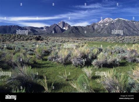 Mount Morrison and the Sherwin Range tower over sagebrush in the Eastern Sierra Nevada, Inyo ...