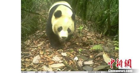 四川瓦屋山自然保护区再现野生大熊猫图瓦屋山自然保护区大熊猫新浪新闻