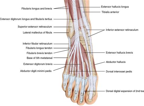 Muscles Of The Leg And Foot Musculoskeletal Key