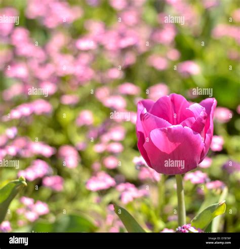 Pink Tulip Close Up Stock Photo Alamy