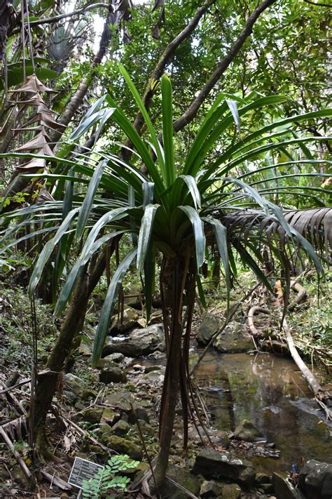 Pandanus Iceryi Horne Ex Balf F World Flora Pl Ntnet Identify