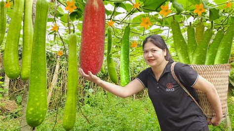 Harvesting Super Big Star Gourd Giant Gourd Go To The Market To