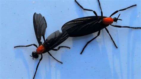 What Is The Purpose Of Love Bugs