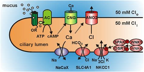 Signal Amplification Strategy Of Olfactory Sensory Cilia Model Download Scientific Diagram