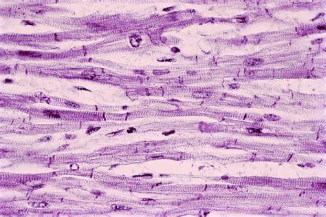 Cardiac Muscle LM Stock Image C022 2171 Science Photo Library