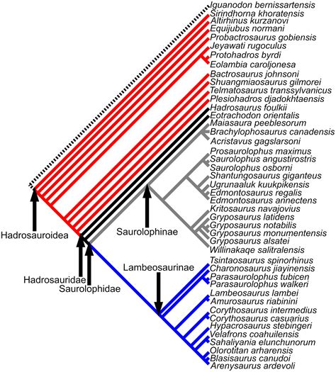 The Dentary Of Hadrosauroid Dinosaurs Evolution Through Heterochrony