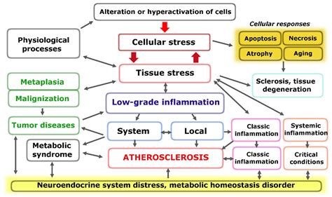 Ijms Free Full Text Atherosclerosis And Inflammation Insights From