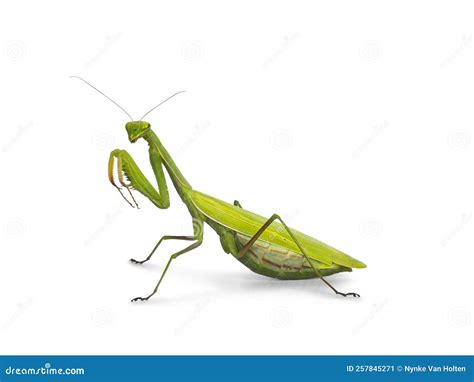 Praying Mantis On White Background Stock Image Image Of Shot Animal