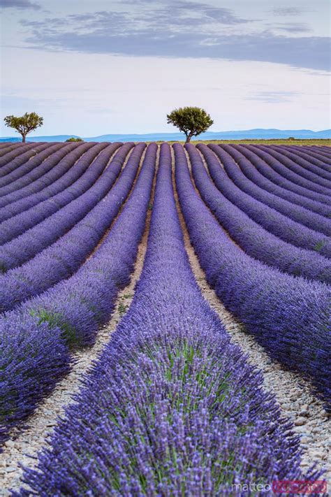 Lavender Field And Tree In Provence France Royalty Free Image