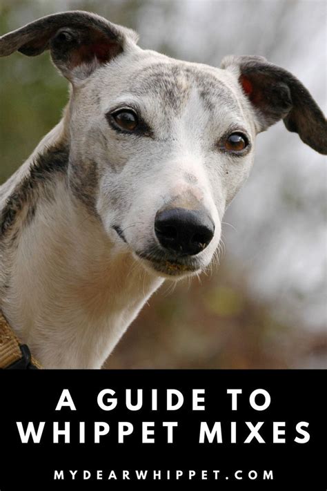 Whippet Mixes The Ultimate Guide To Whippet Cross Breeds Artofit