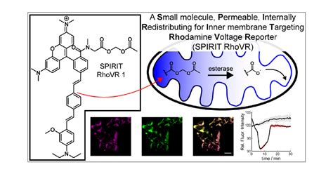 Imaging Reversible Mitochondrial Membrane Potential Dynamics With A Masked Rhodamine Voltage