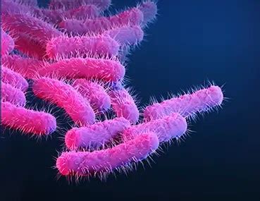 Shigella: Disease, Properties, Pathogenesis, Lab Diagnosis • Microbe Online