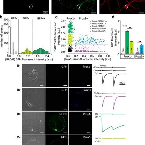 Facs Analysis Of Gad67 Gfp Primary Hippocampal Neurons A Scatter Plot