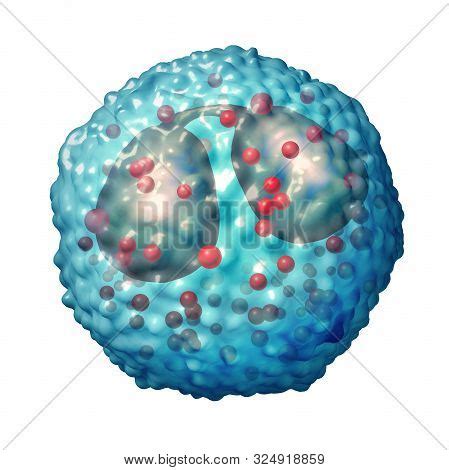 Eosinophil White Blood Image Photo Free Trial Bigstock