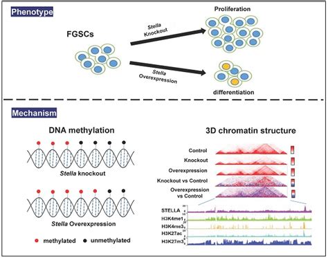 Stella Regulates The Development Of Female Germline Stem Cells By