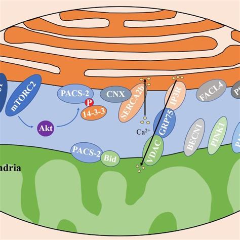 Mitochondria Associated Membranes Mams And Pacs 2 Mams Are Regions Download Scientific