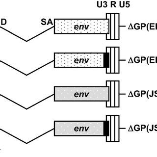 Expression Constructs Used In This Study Gp Jsrv Was Previously