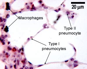 Respiratory: The Histology Guide