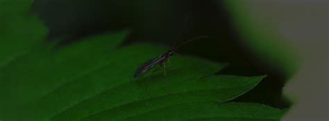 Fungus Gnats - Environmental Factor