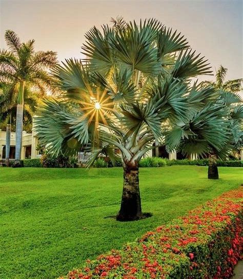 7 of the best palm trees for your central fl landscaping – Artofit