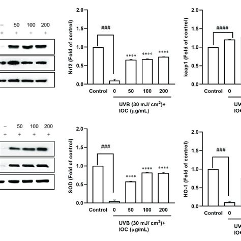 Effect Of Ioc On Lps Induced No And Pge Release By Raw Cells