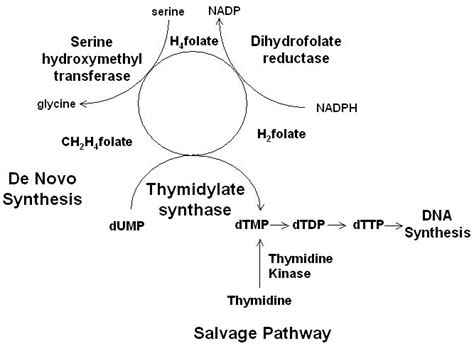 Enzyme Reactions Catalyzed By Thymidylate Synthase And Dihydrofolate