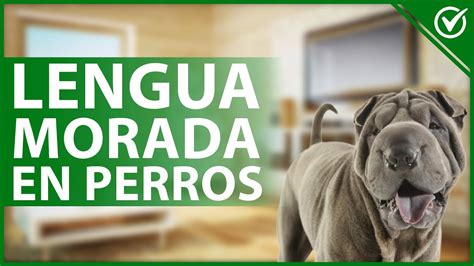 Por qué mi perro tiene la LENGUA MORADA y qué debo hacer Todas