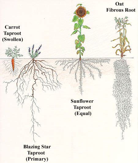 Types Of Roots Plant Roots Roots Illustration Biology Plants