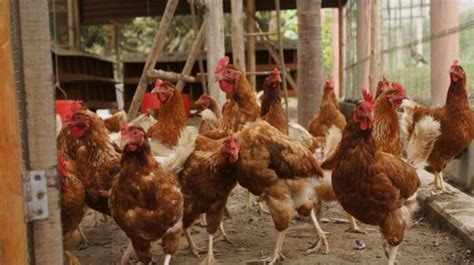 Contract Poultry Farming In India Profits Companies Agreement How