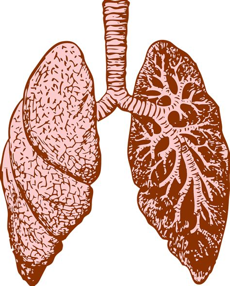 20000 Free Human Lungs And Human Images Pixabay